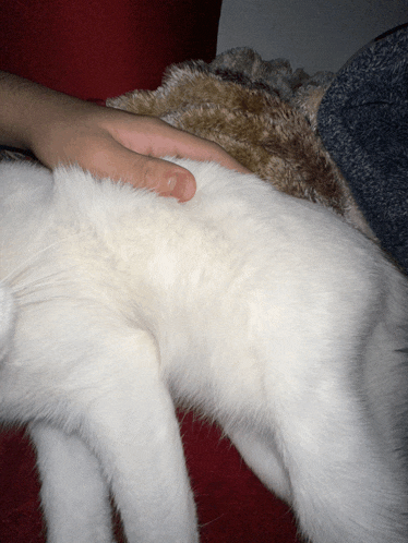 a person is petting a white cat laying on a red couch