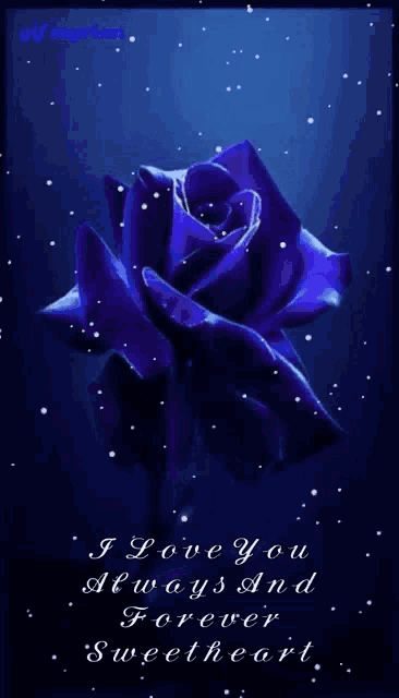 a purple rose with the words i love you always and forever sweetheart on it