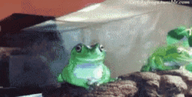 Angry Frog GIF - Angry Frog GIFs