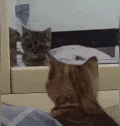 Cat Kitty GIF - Cat Kitty Mirror GIFs