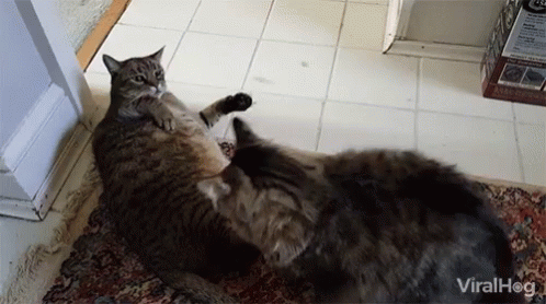 Viralhog Cats GIF - Viralhog Cats Slap GIFs