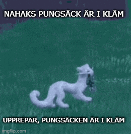 a white cat with a cross in its mouth is walking in a field