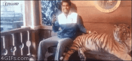 a man is sitting next to a tiger on a balcony with a gif from 4gifs.com in the corner
