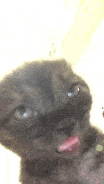a close up of a cat 's face with its tongue hanging out .