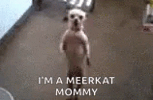 Excited Watch Me GIF - Excited Watch Me Im Meerkat GIFs