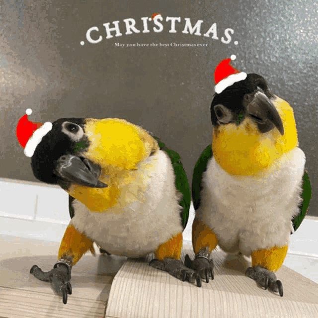 two birds wearing santa hats with the words christmas written above them