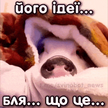 a picture of a pig wrapped in a blanket with the caption " uoro inei ... blaa ... wo ce ... "