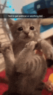 a kitten with a caption that says not to get political or anything but ...