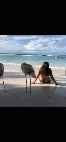 Beautiful Beach GIF - Beautiful Beach Flamingos GIFs