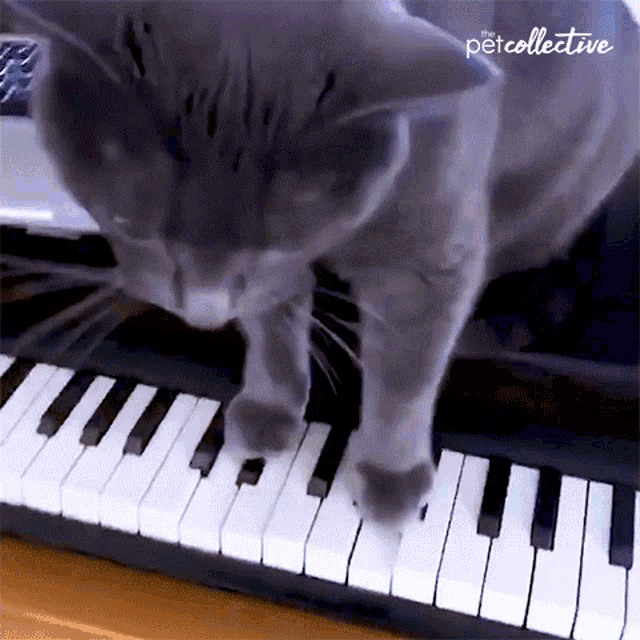 Piano The Pet Collective GIF