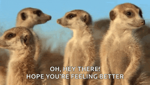 a group of meerkats standing next to each other with the words " oh hey there hope you 're feeling better " on the bottom
