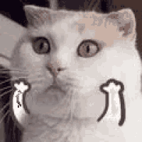 a close up of a white cat 's face with a drawing of a cat 's paws on its face .