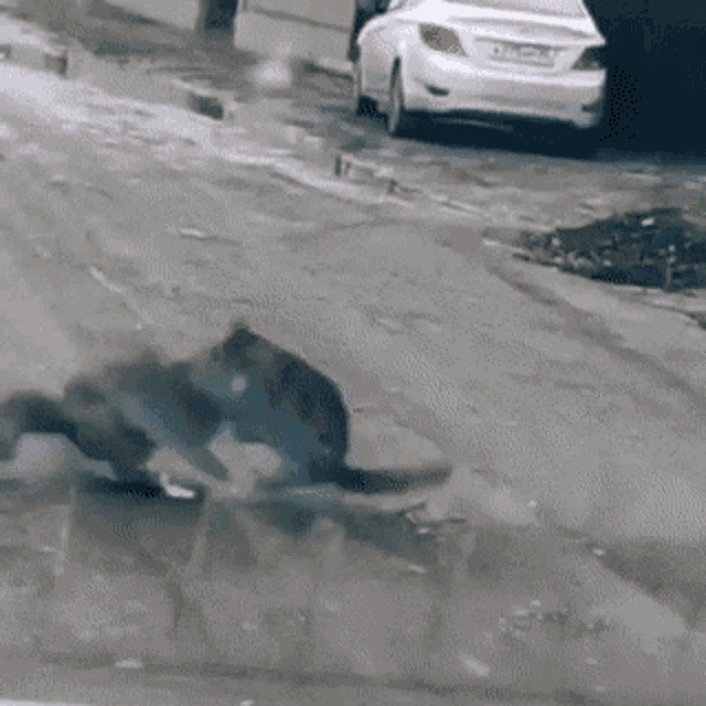 Cat Funny GIF - Cat Funny Fight GIFs