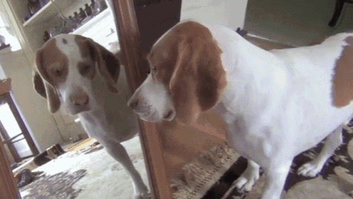 a brown and white dog is looking at itself in a mirror