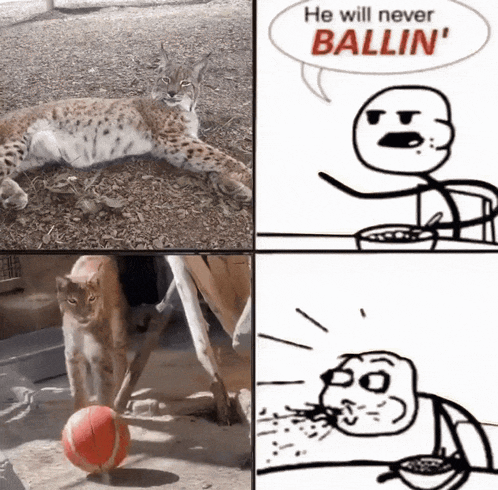a cartoon of a cat playing with a ball with the words he will never ballin ' above it