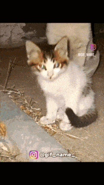 Devil Cat Stare GIF - Devil Cat Stare GIFs