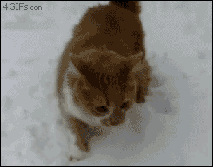 balthazar-chien.gif