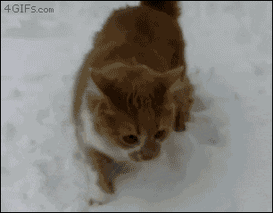 a gif of a cat running in the snow with the website 4gifs.com