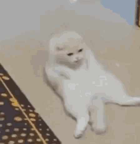 a white cat is laying on its back on a carpet on the floor .