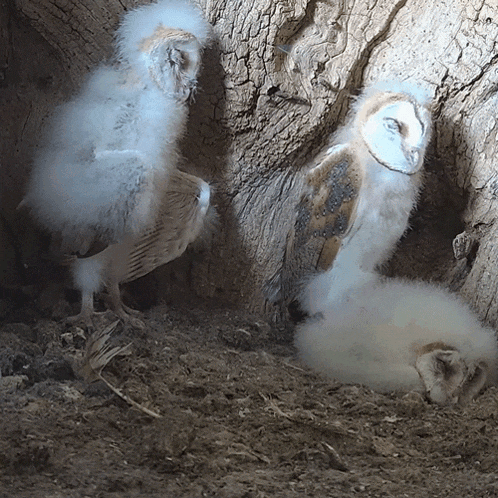 Sleeping Barn Owl Chicks GIF - Sleeping Barn Owl Chicks Robert E Fuller GIFs