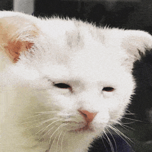 a close up of a white cat 's face looking at the camera