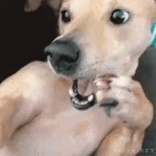Shocked What GIF - Shocked What Dog GIFs