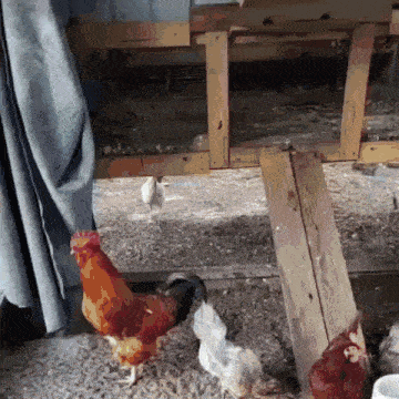 a group of chickens are standing around a wooden fence