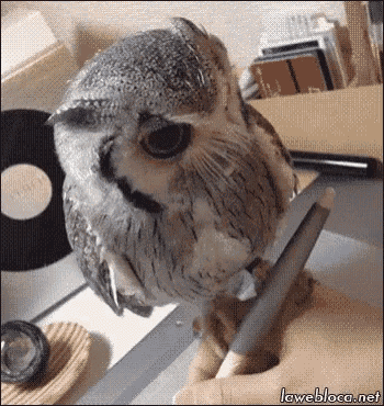 Owl Hand GIF - Owl Hand Pet GIFs