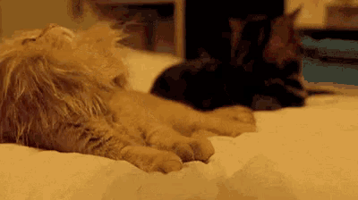 two cats are laying on a bed , one is sleeping and the other is looking at the camera .