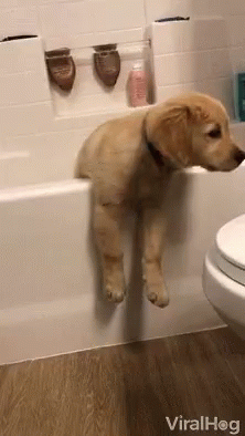 Pup Puppy Beached On Bathtub GIF - Pup Puppy Beached On Bathtub Stuck GIFs