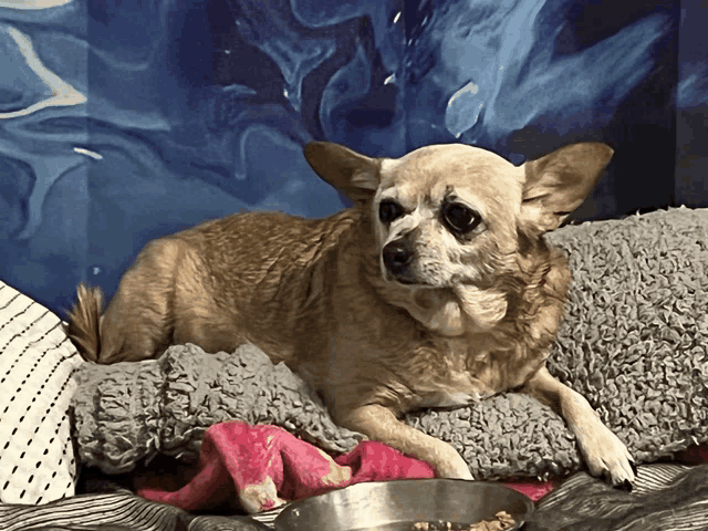 a small dog is laying on a couch with a bowl of food