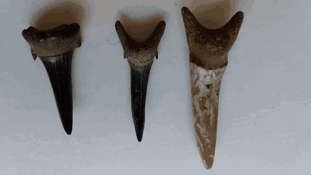 three different types of shark teeth on a white surface