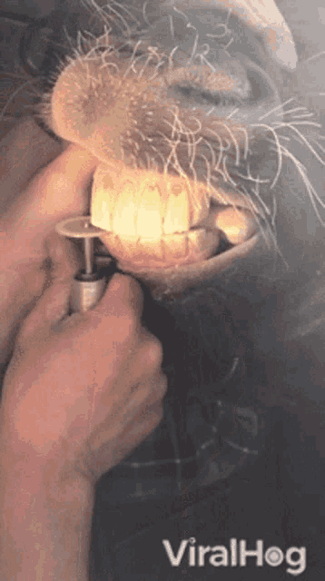 Teeth Grinding Viralhog GIF - Teeth Grinding Viralhog Horse GIFs