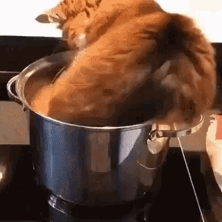 Funny Animals Soup Cat GIF - Funny Animals Soup Cat GIFs