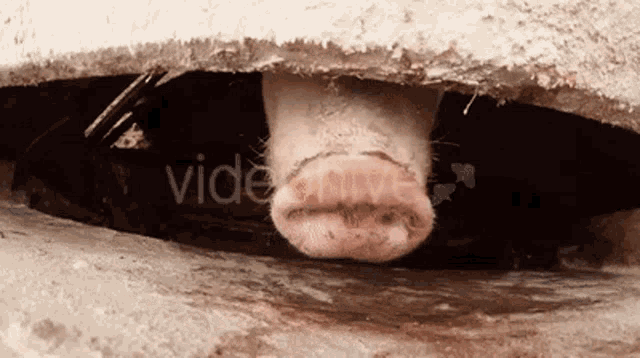 Pig Sniff GIF - Pig Sniff Smelling GIFs