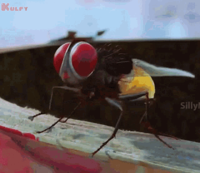 a fly with red eyes is sitting on a piece of paper with the word kulfy written on it