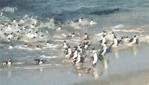 Penguins Seashore GIF - Penguins Seashore Animals GIFs