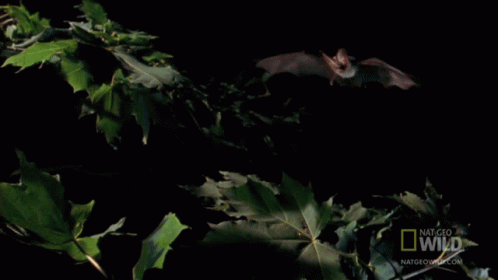 Waving Wings Worlds Weirdest GIF - Waving Wings Worlds Weirdest Bat Appreciation Day GIFs