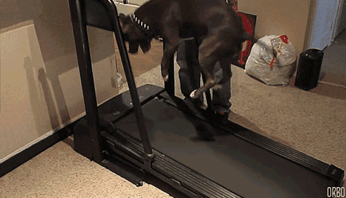 a dog is running on a treadmill with the letters orbo visible
