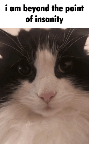 Headzz Insane Cat GIF - Headzz Insane Cat Cat Gif GIFs