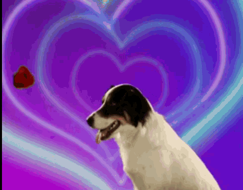 Love Dog GIF - Love Dog Flower GIFs