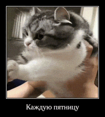 a gray and white cat is being held in a person 's arms with the caption " каждую пятницу " below it