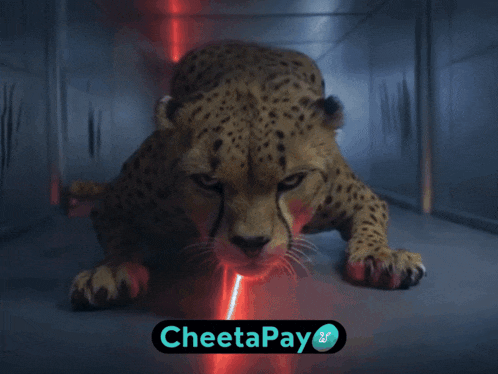 a cheetah is crawling through a dark room with a cheetapay logo behind it