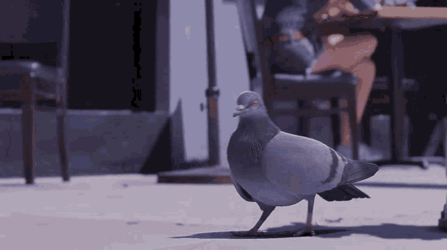 Walk Away Vibe GIF - Walk Away Vibe Pigeon GIFs