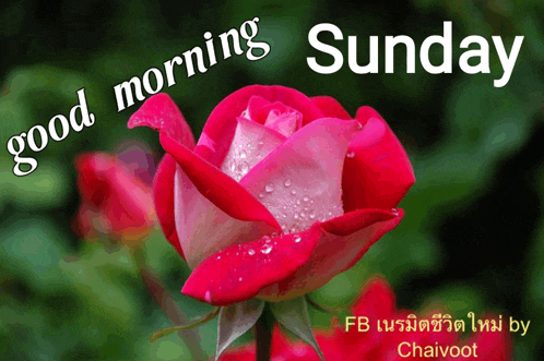 a red rose with the words " good morning sunday " written on it