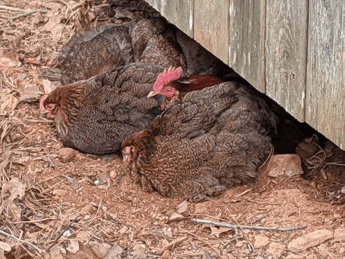 a group of chickens laying on the ground under a wooden fence