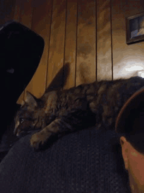 a cat is laying on a couch next to a person