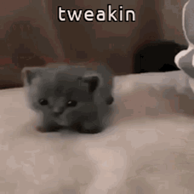 Funny Animals Tweakin GIF - Funny Animals Tweakin Tiny Cat GIFs