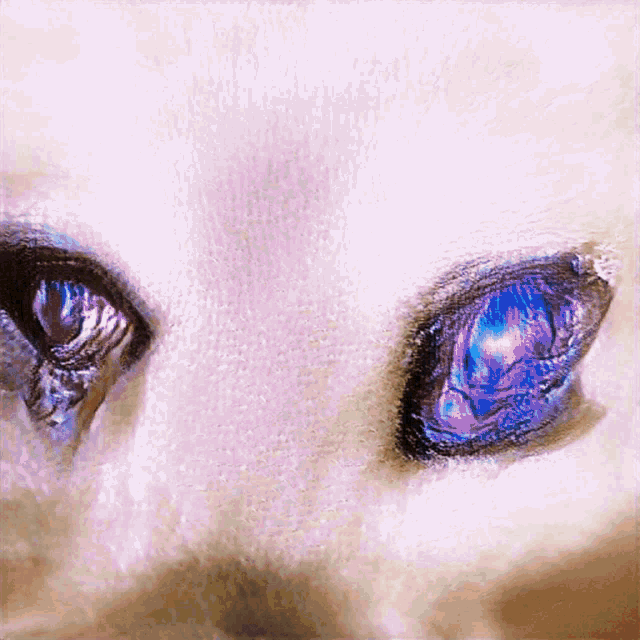 a close up of a cat 's blue eyes with a white background
