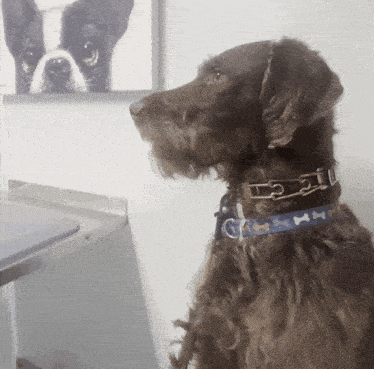a brown dog wearing a blue collar with a picture of a dog on the wall behind it